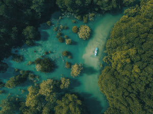 Mangrove swamp kayaking
