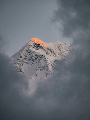 Himalayan Dusky Flames